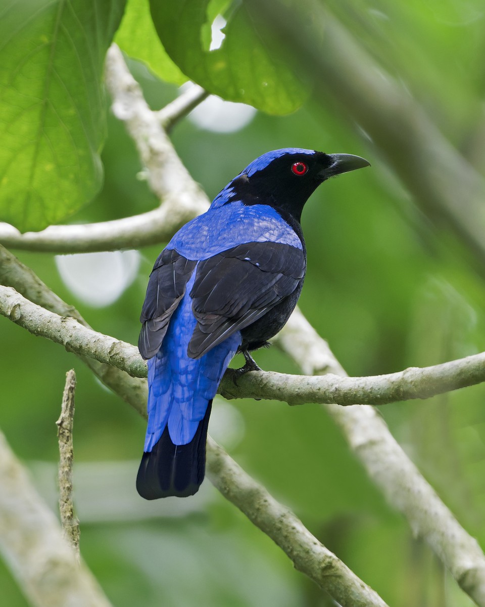 Asian Fairy-bluebird - ML646583753