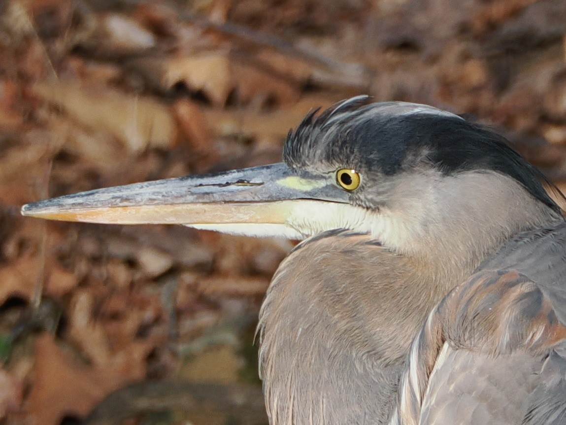 Great Blue Heron - ML646583755