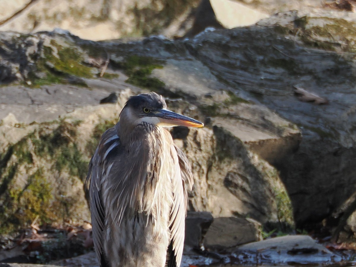Great Blue Heron - ML646583756