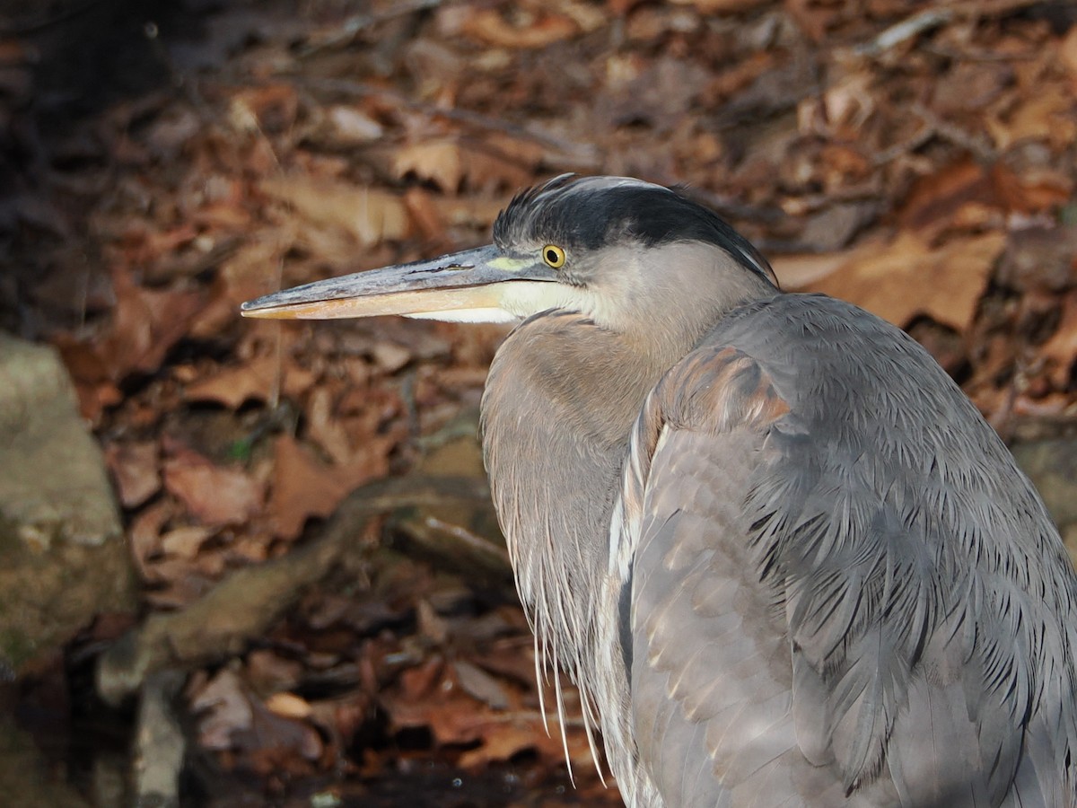 Great Blue Heron - ML646583757