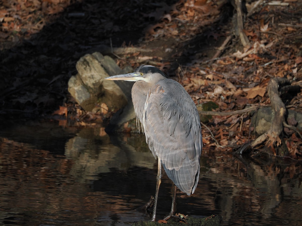 Great Blue Heron - ML646583758