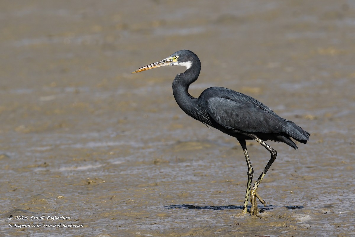 Western Reef-Heron - ML646583759