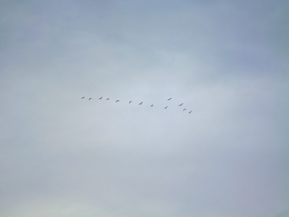 Cygne tuberculé - ML646583762