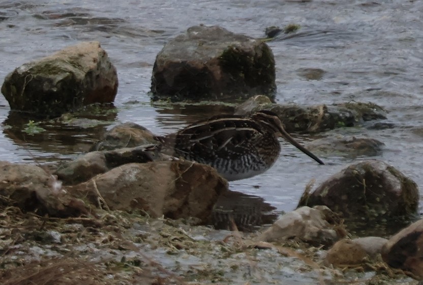 Wilson's Snipe - ML646583764