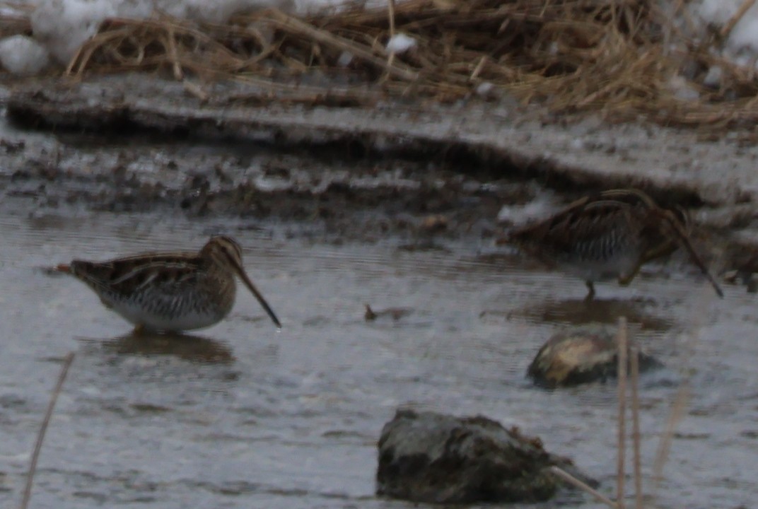 Wilson's Snipe - ML646583765