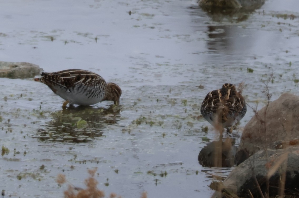 Wilson's Snipe - ML646583766