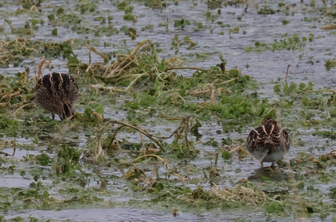 Wilson's Snipe - ML646583767