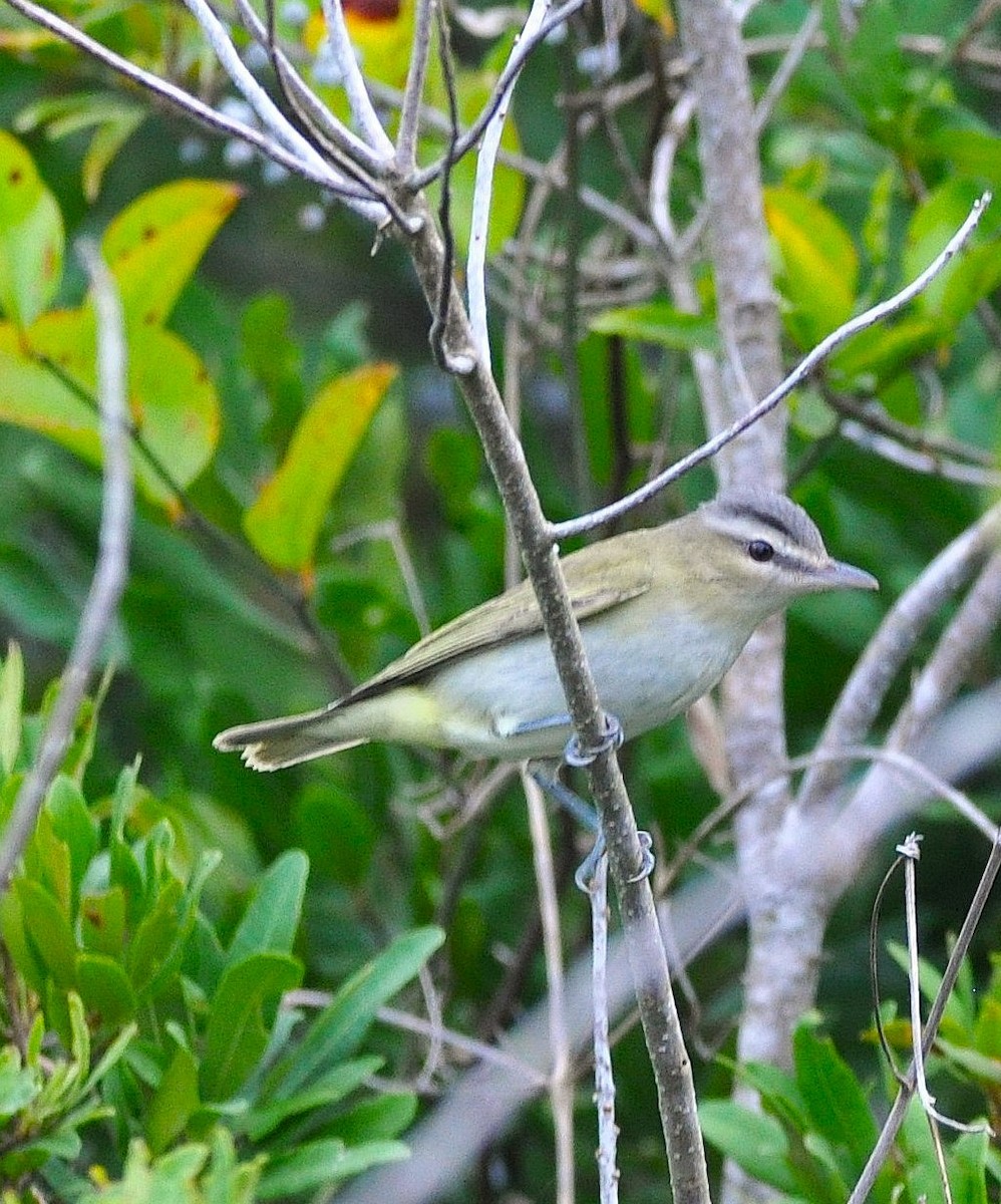 Red-eyed Vireo - ML646583768