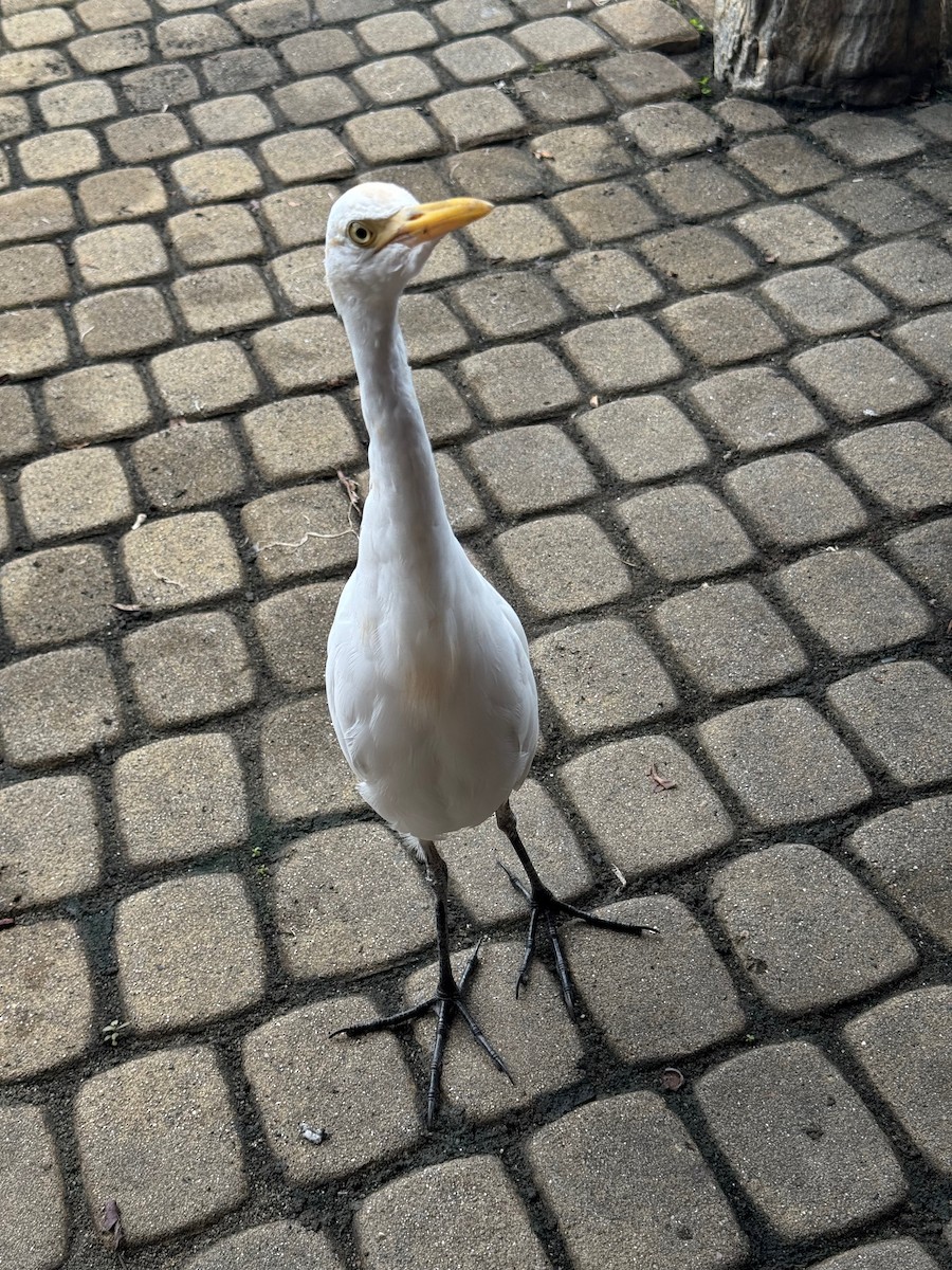 Héron de Coromandel - ML646583769