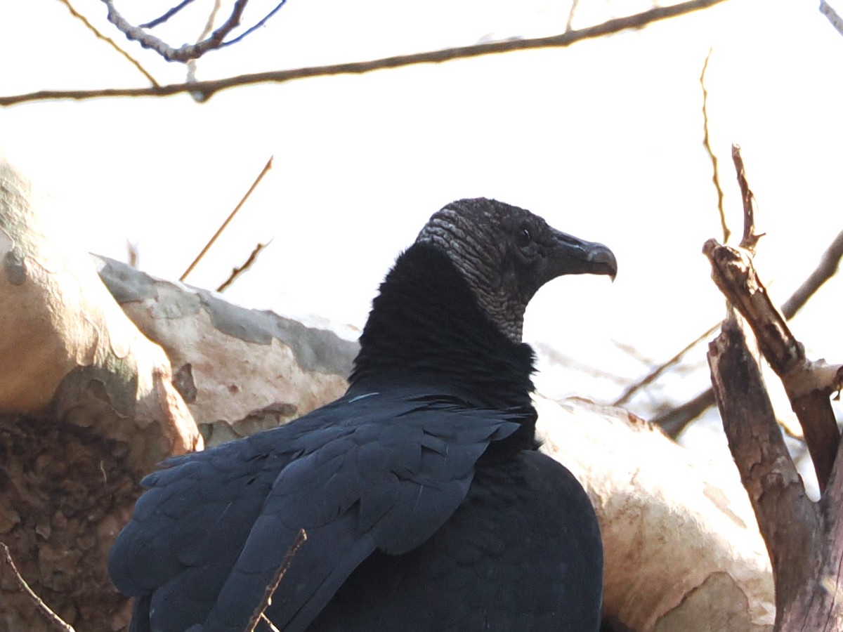 Black Vulture - ML646583770