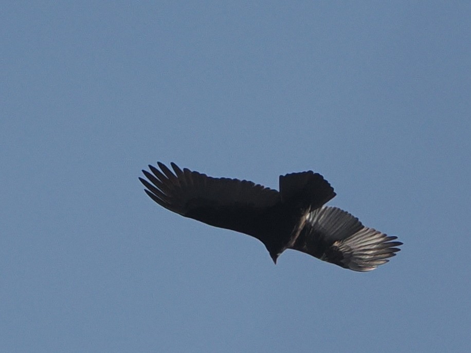 Turkey Vulture - ML646583771