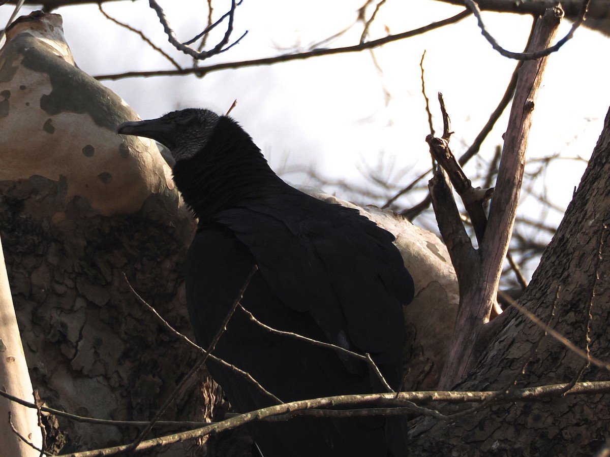 Black Vulture - ML646583772