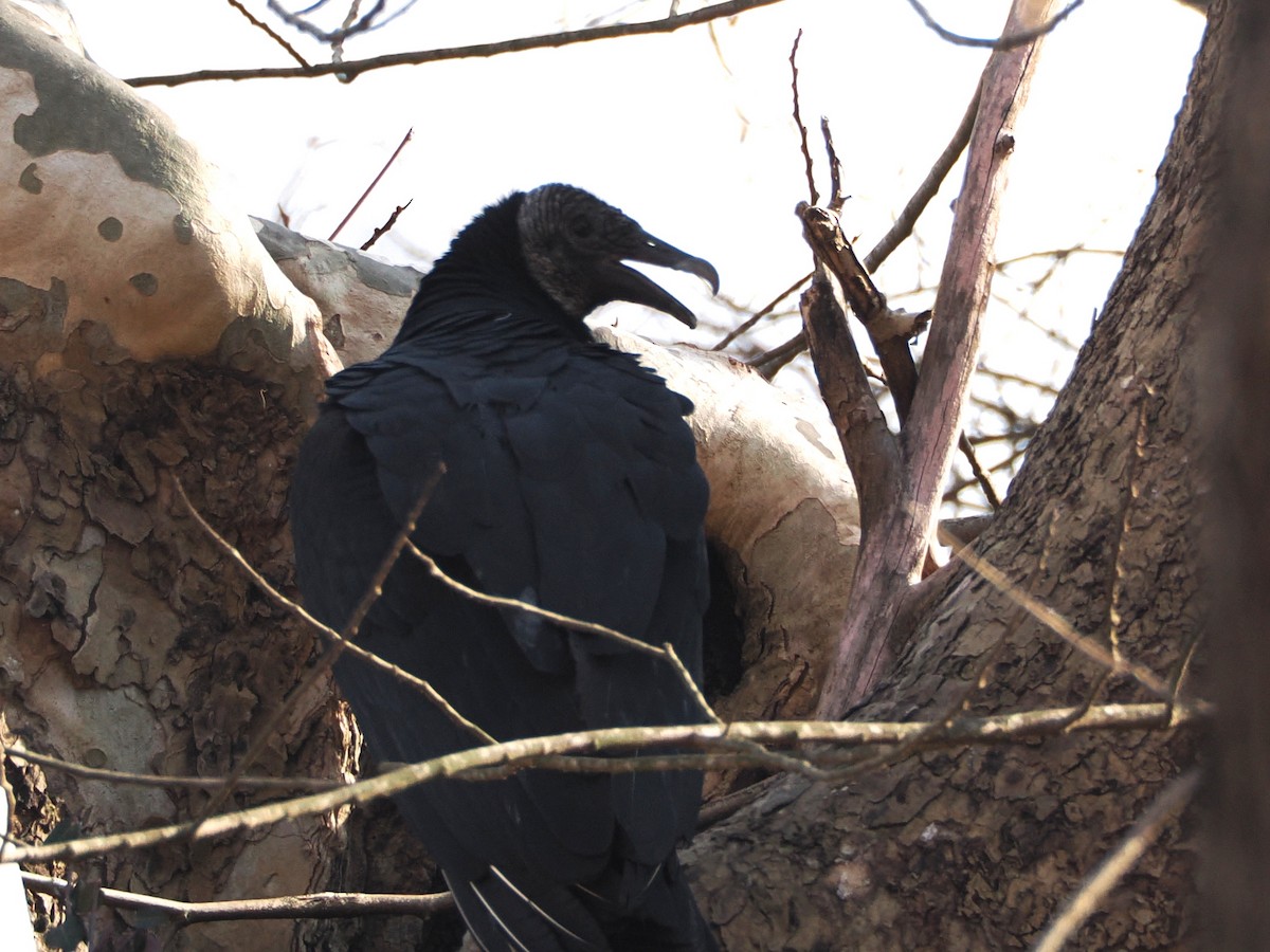 Black Vulture - ML646583773