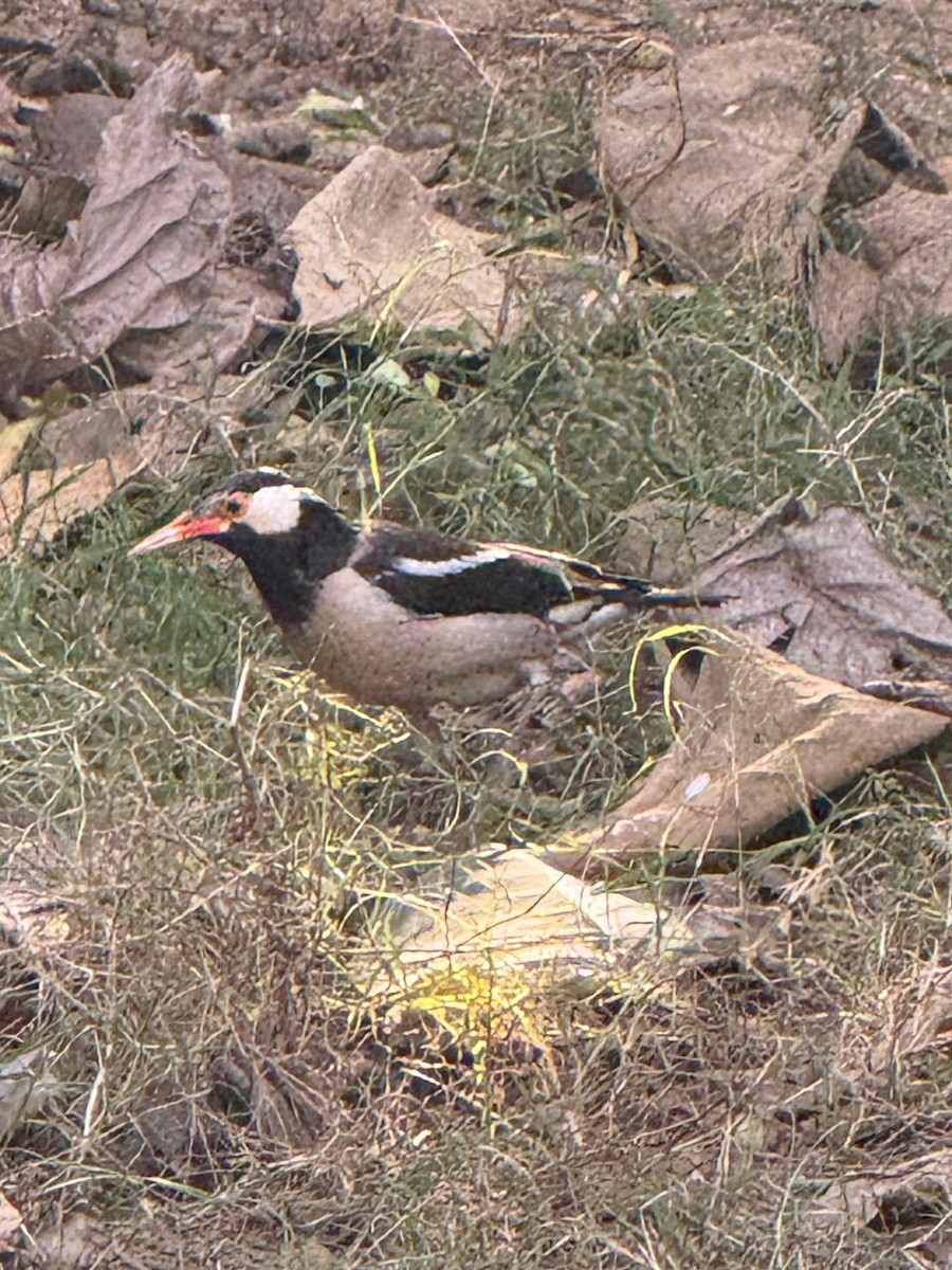 印度鵲椋鳥 - ML646583775