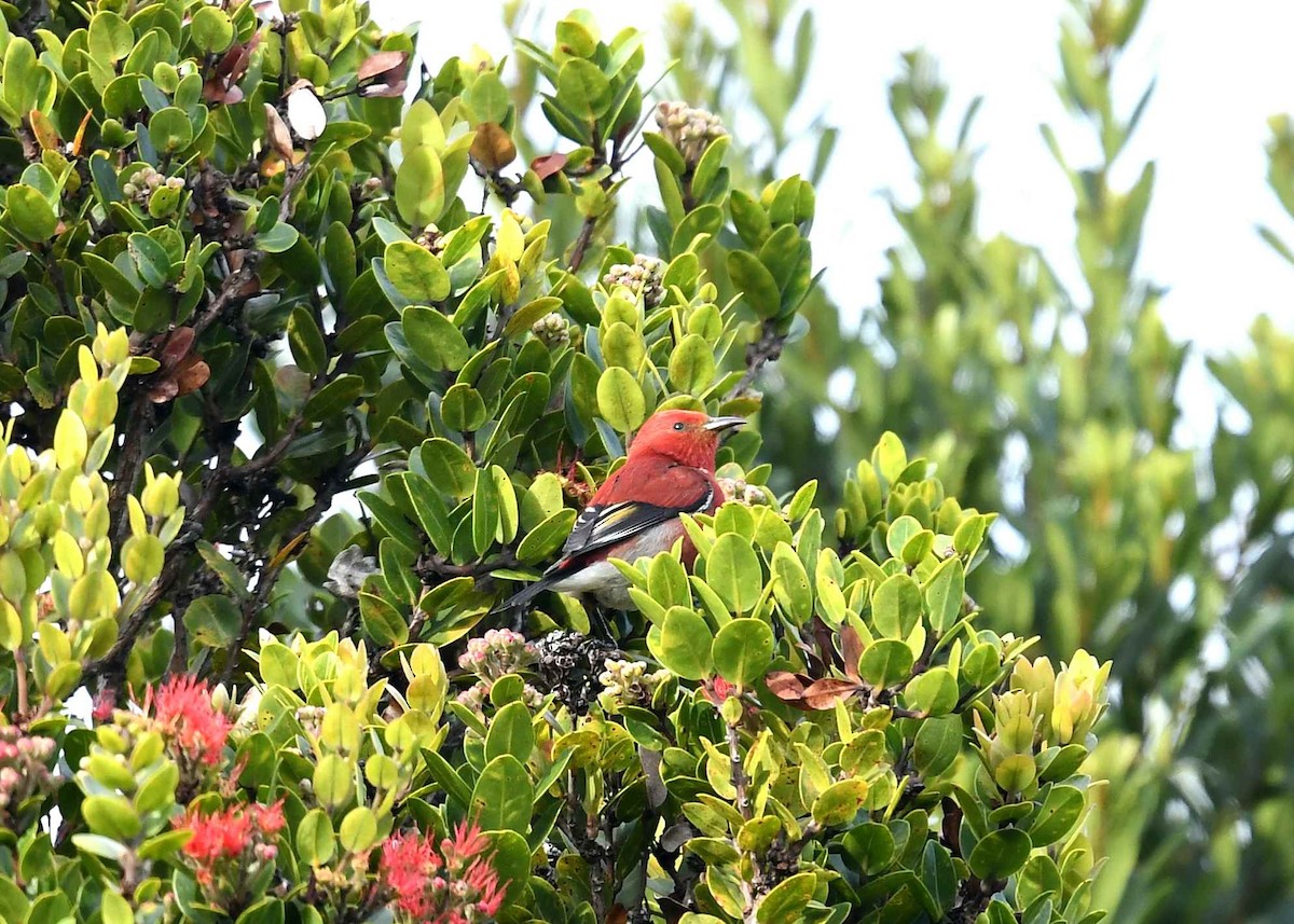 Picchion cramoisi - ML646583776