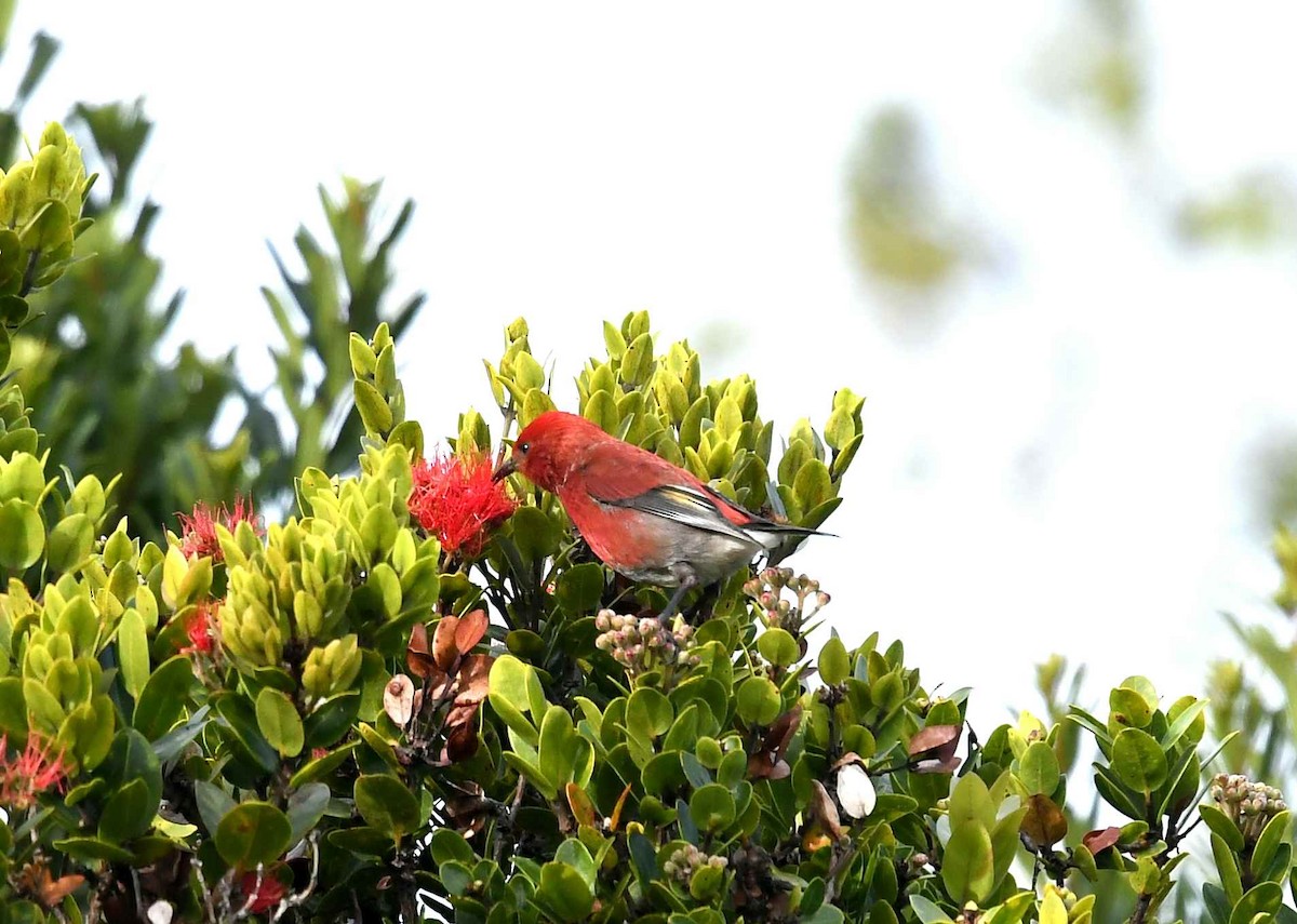 Picchion cramoisi - ML646583777