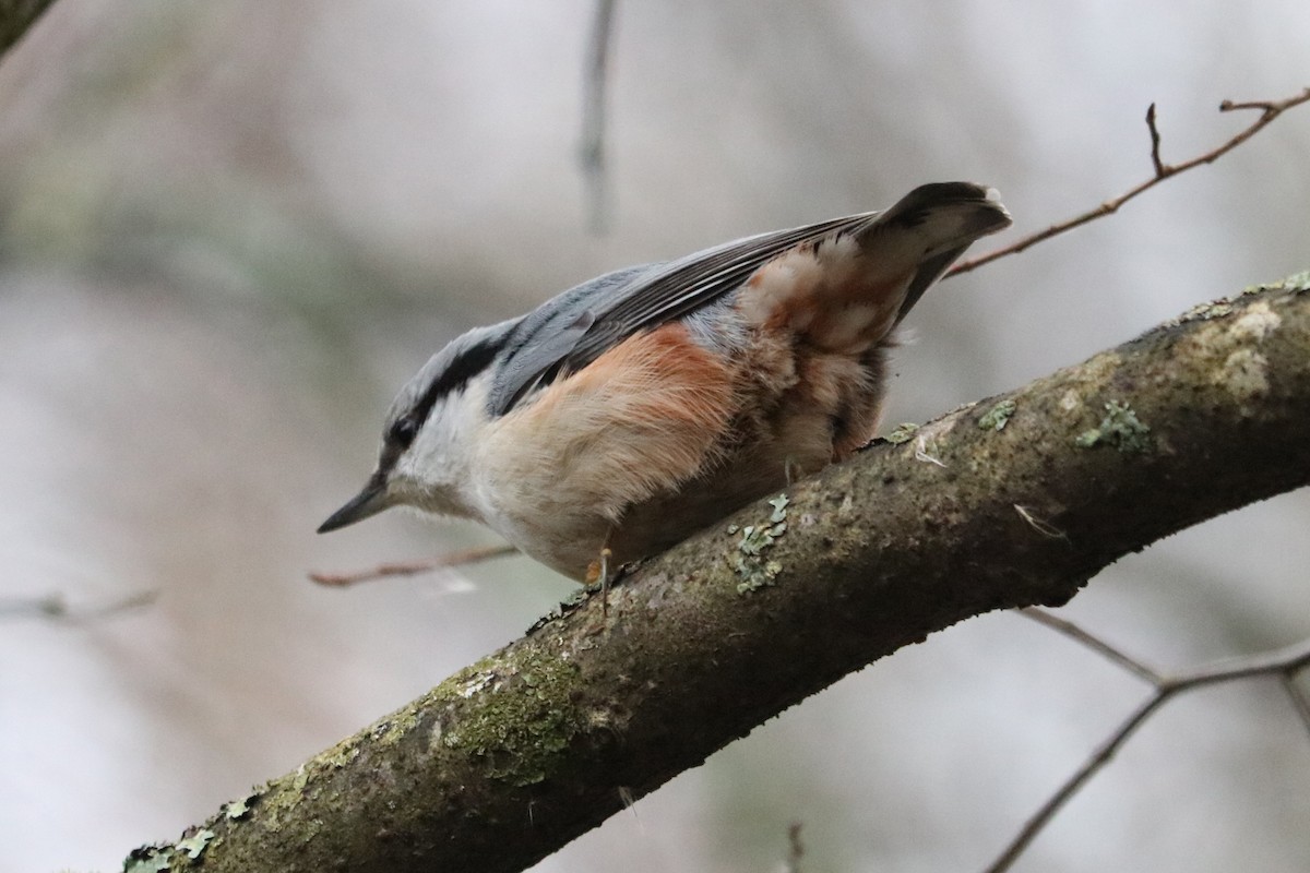 Garrapo eurasiarra - ML646583778