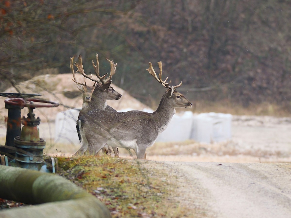 Daim européen - ML646583779