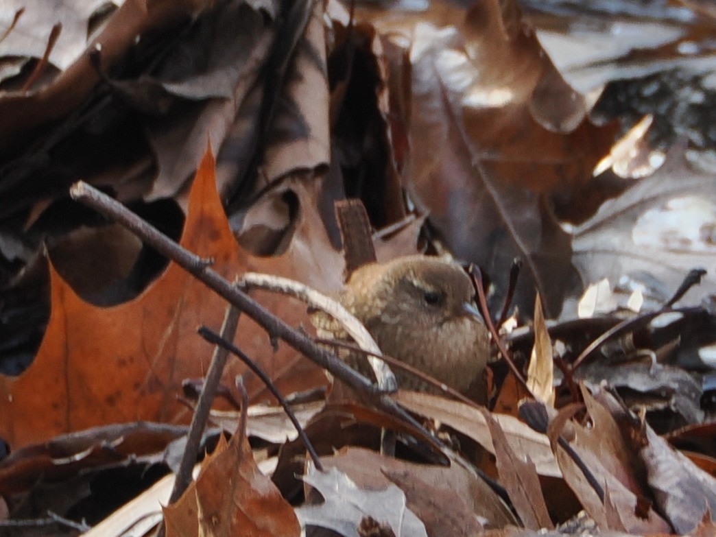 Winter Wren - ML646583781
