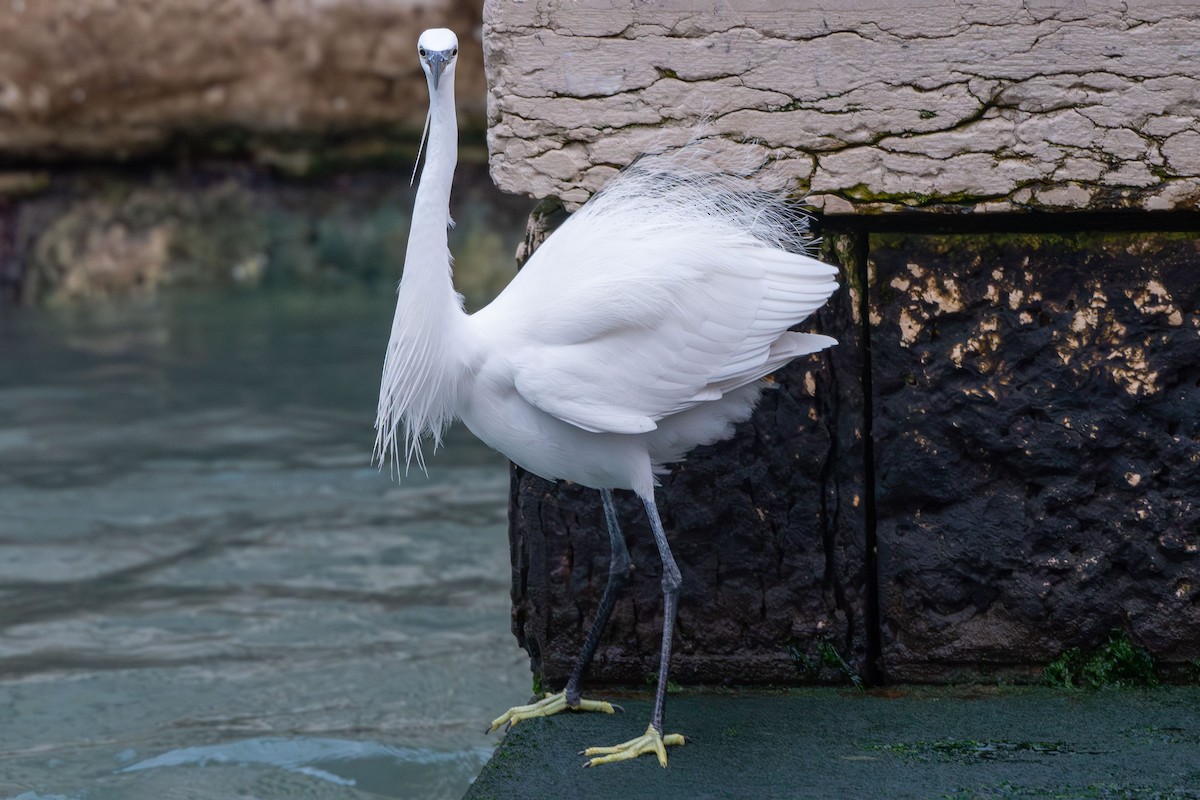 לבנית קטנה - ML646583782
