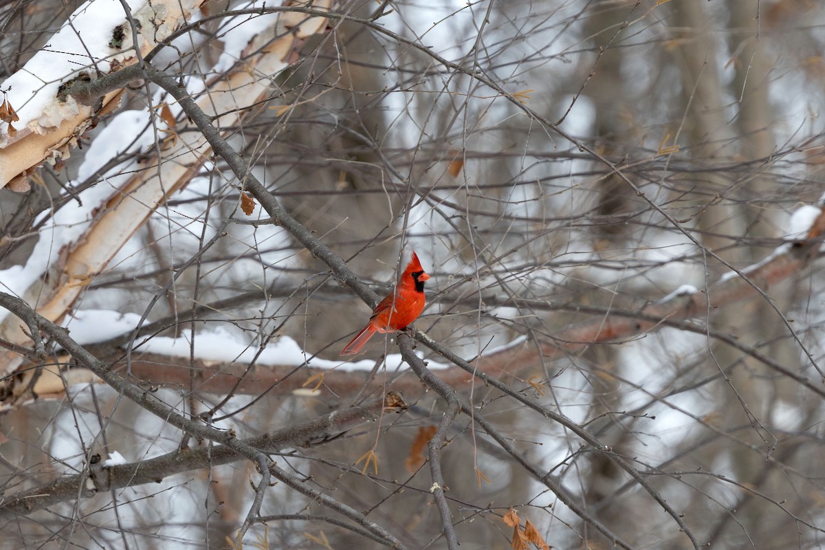 Cardenal Norteño - ML646583784