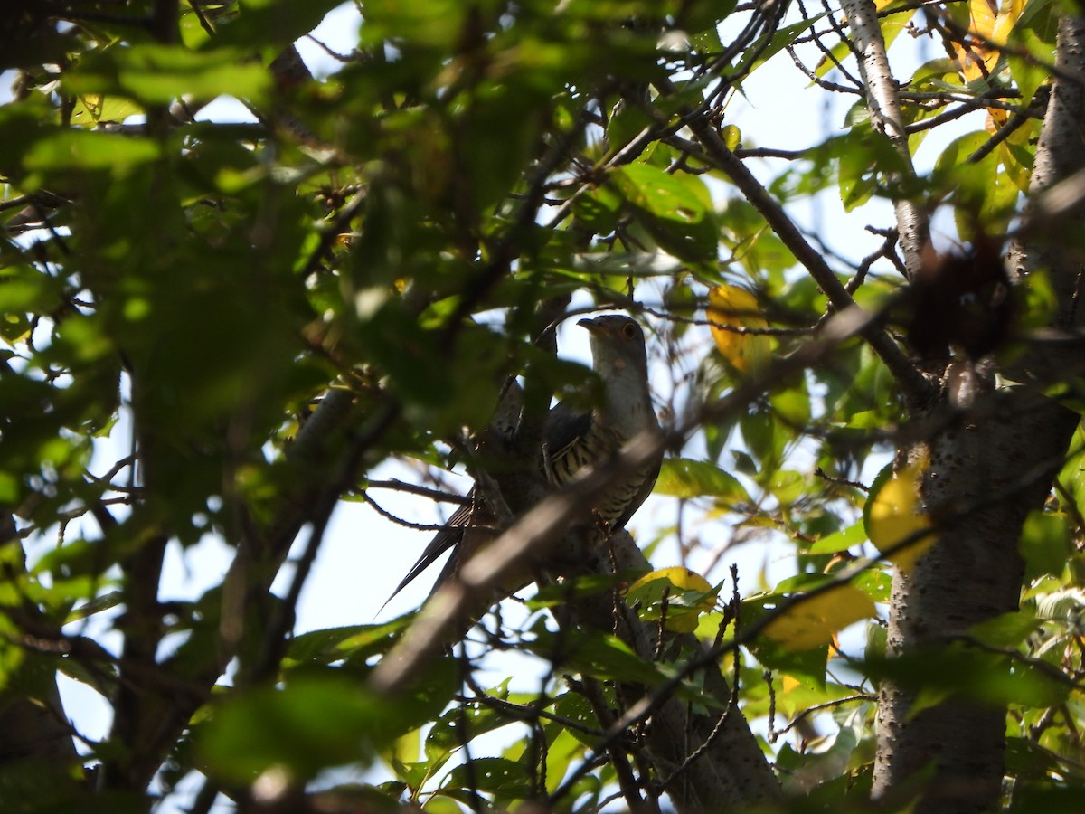 Oriental Cuckoo - ML646583786