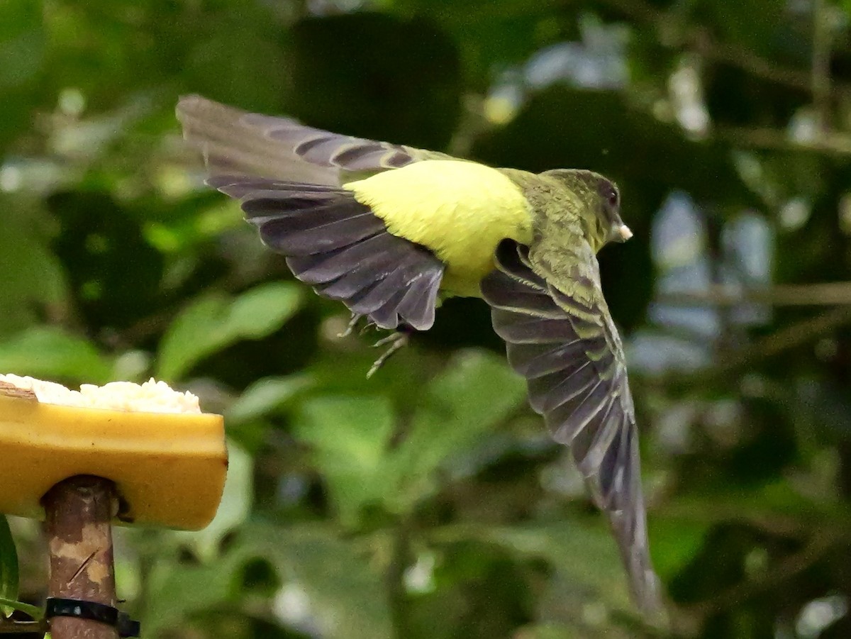 Flame-rumped Tanager - ML646583787