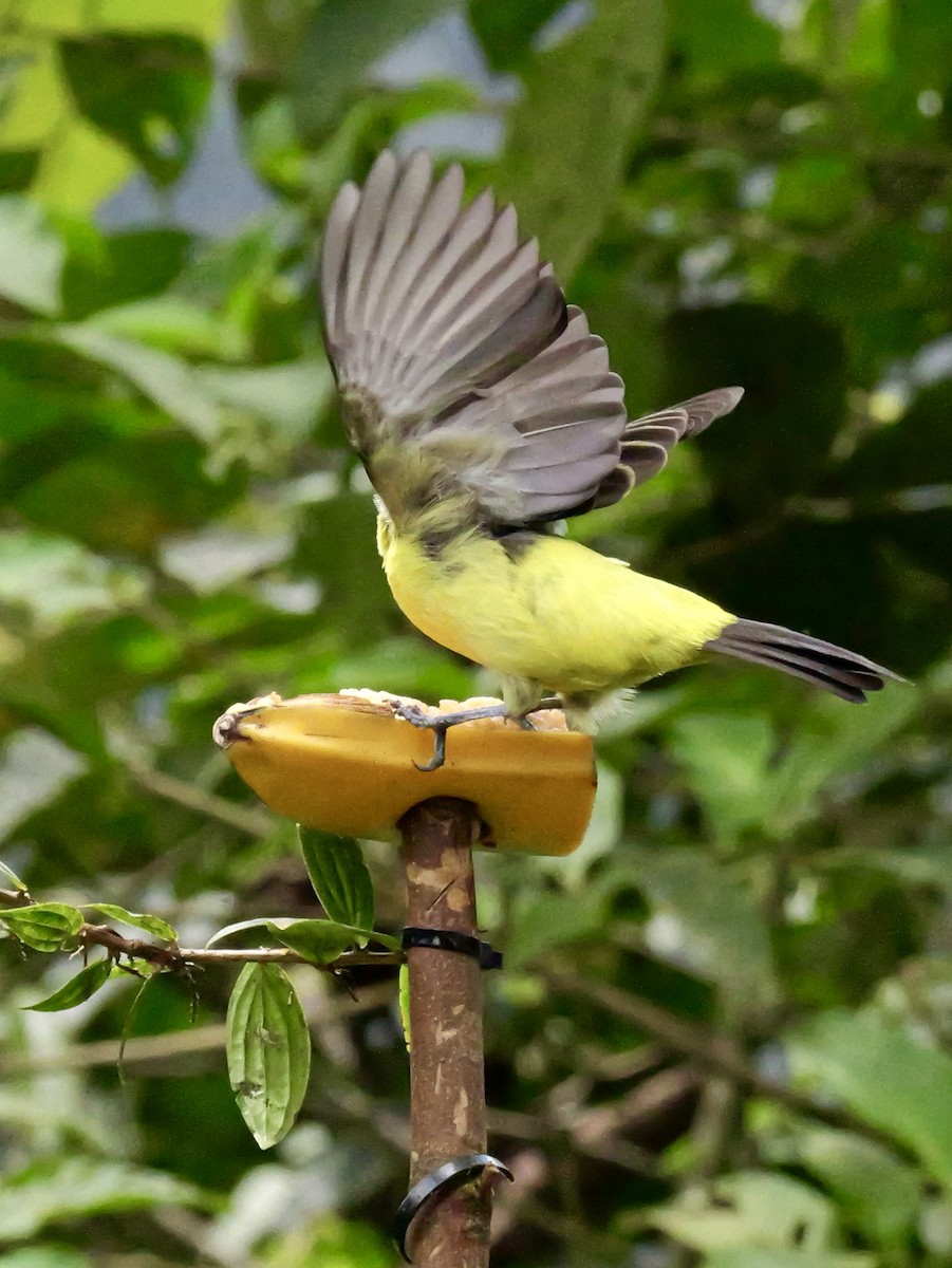 Flame-rumped Tanager - ML646583788