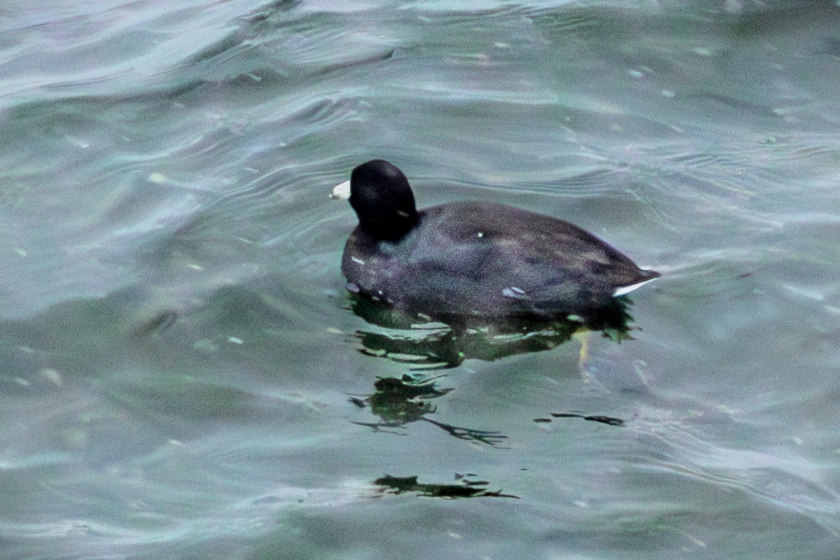 American Coot - ML646583791