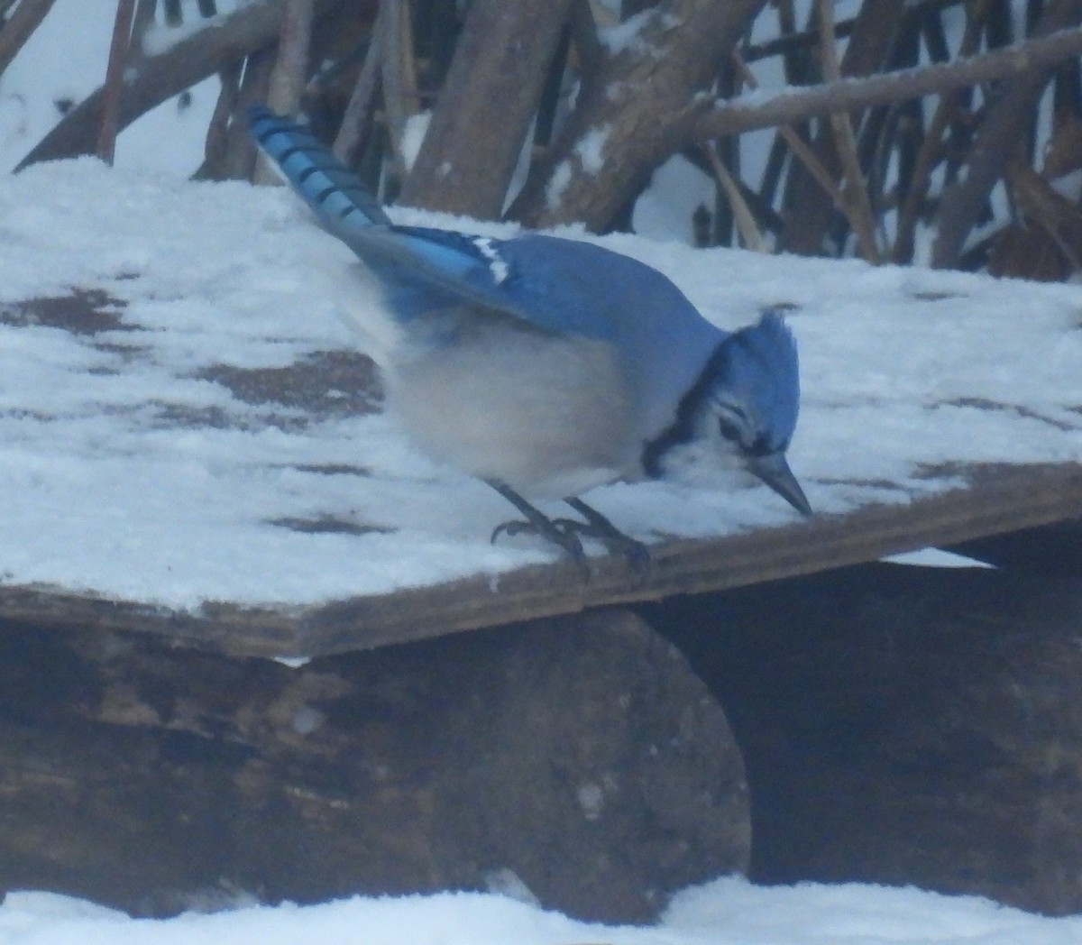 Blue Jay - ML646583793
