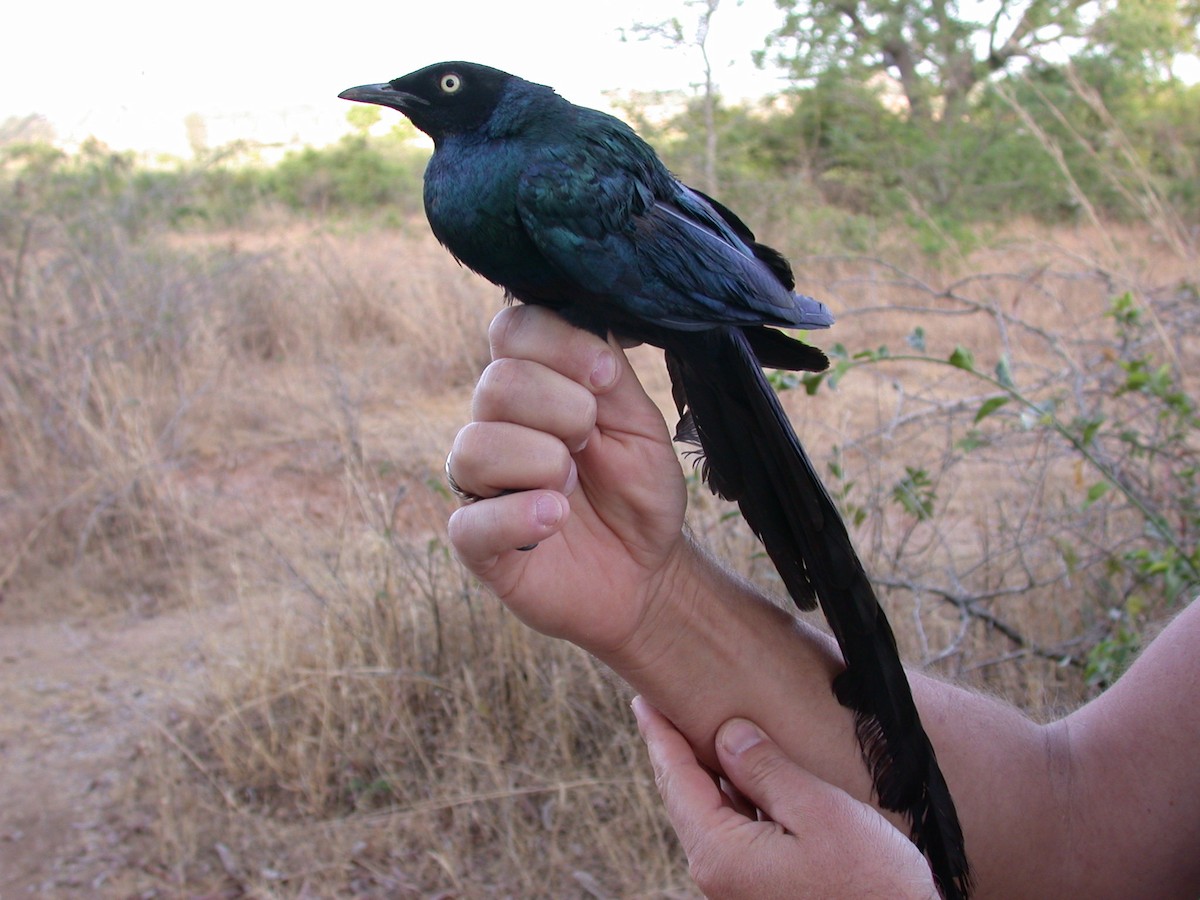 Long-tailed Glossy Starling - ML646583796
