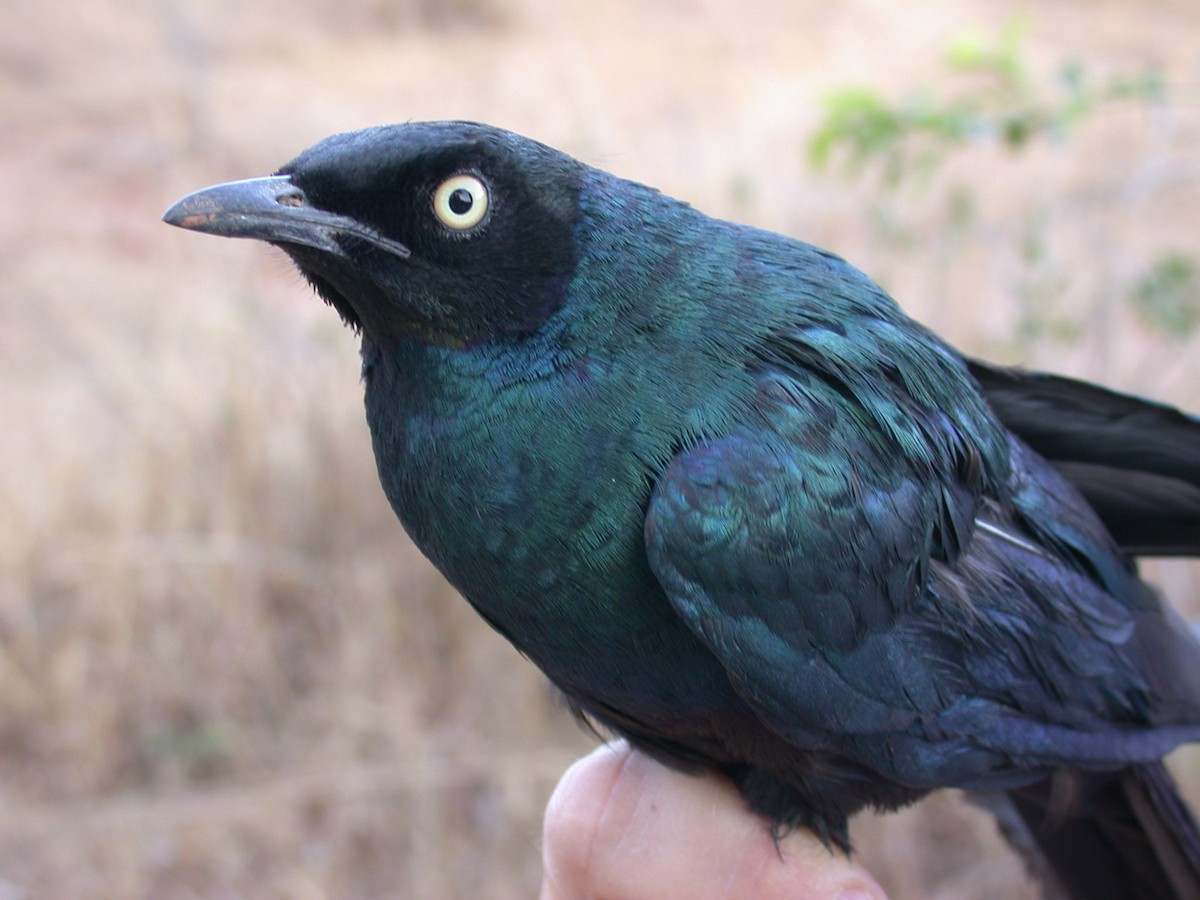 Long-tailed Glossy Starling - ML646583797