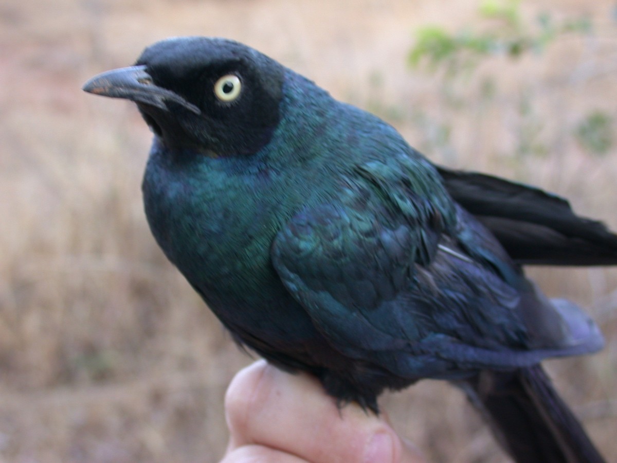 Long-tailed Glossy Starling - ML646583798