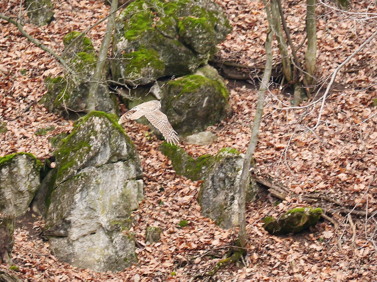 Chouette hulotte - ML646583801