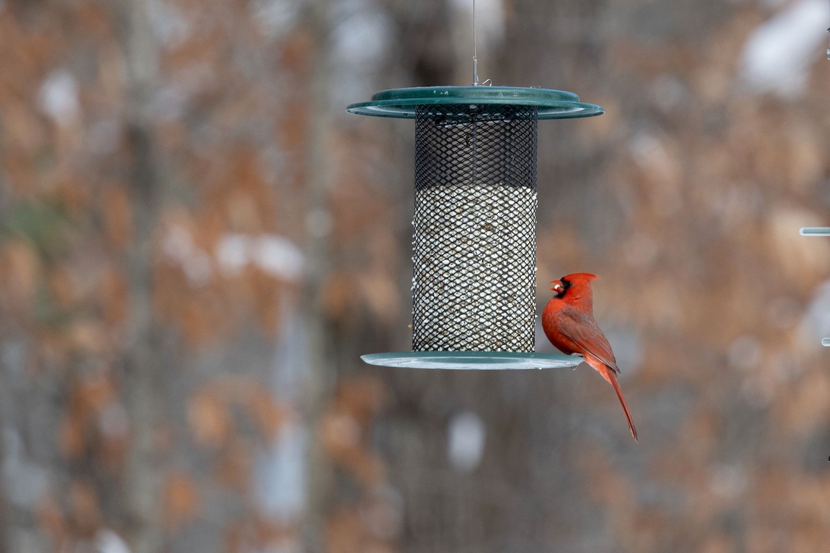 Cardenal Norteño - ML646583803