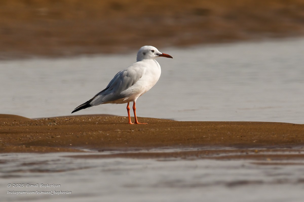 Slender-billed Gull - ML646583804