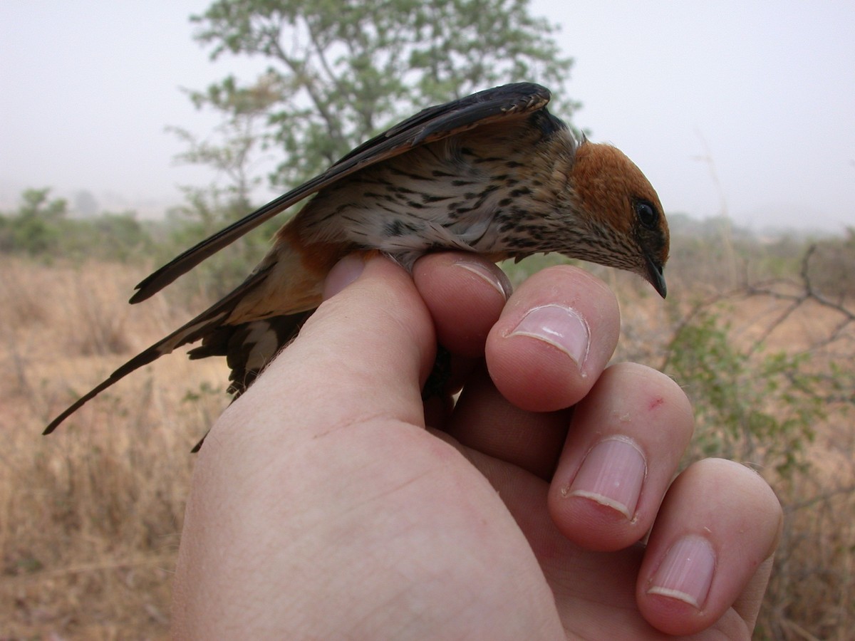 Lesser Striped Swallow - ML646583806