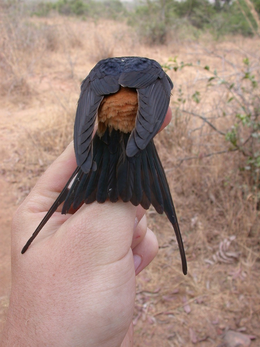Lesser Striped Swallow - ML646583807