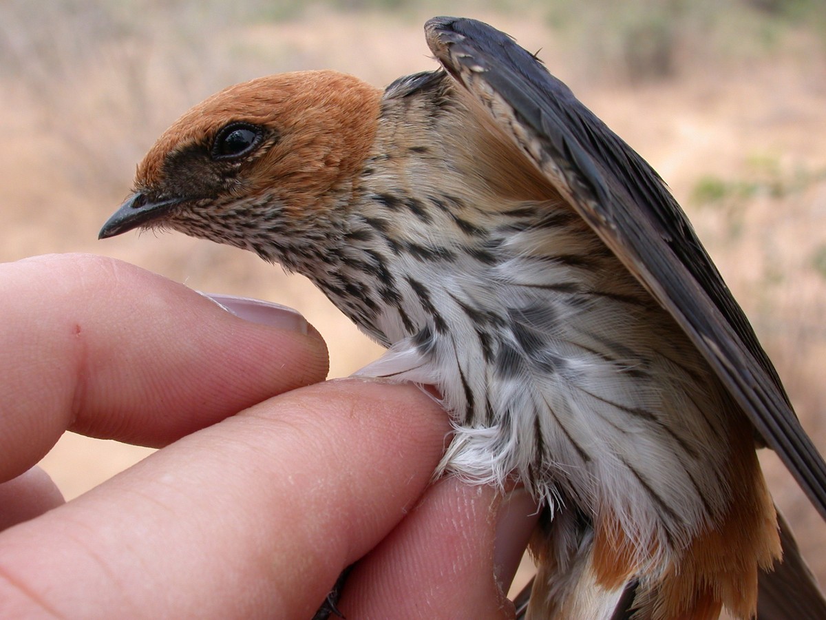 Lesser Striped Swallow - ML646583808