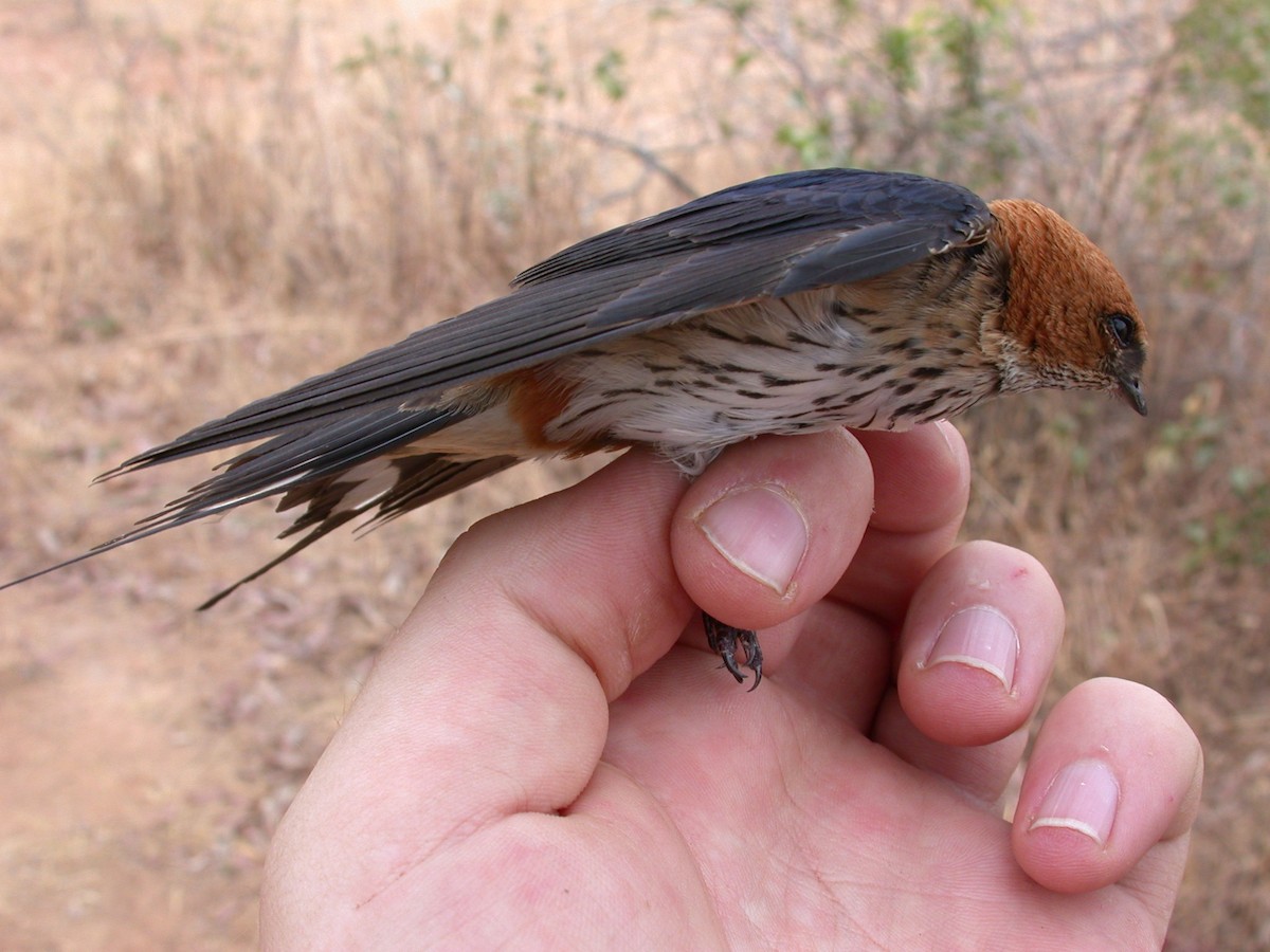 Lesser Striped Swallow - ML646583809