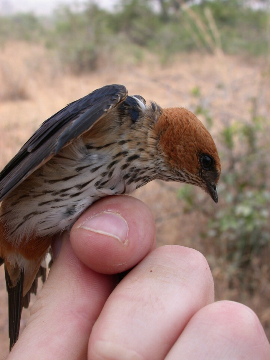 Lesser Striped Swallow - ML646583810