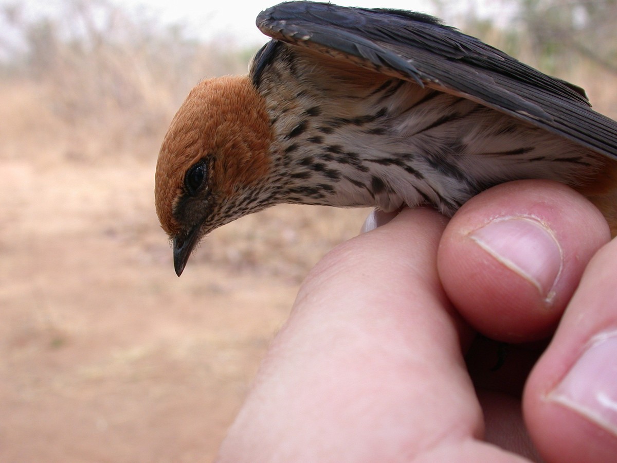 Lesser Striped Swallow - ML646583811