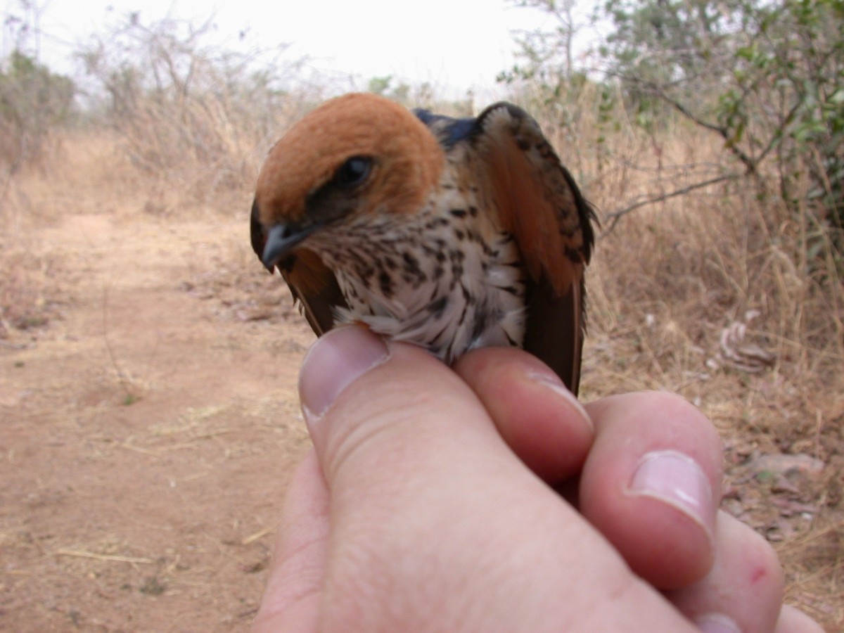 Lesser Striped Swallow - ML646583812