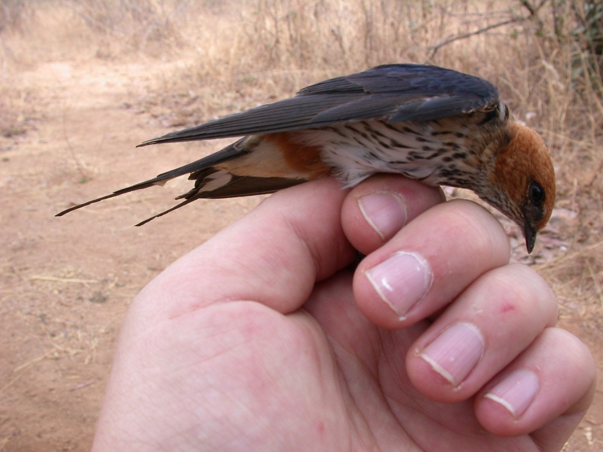 Lesser Striped Swallow - ML646583813