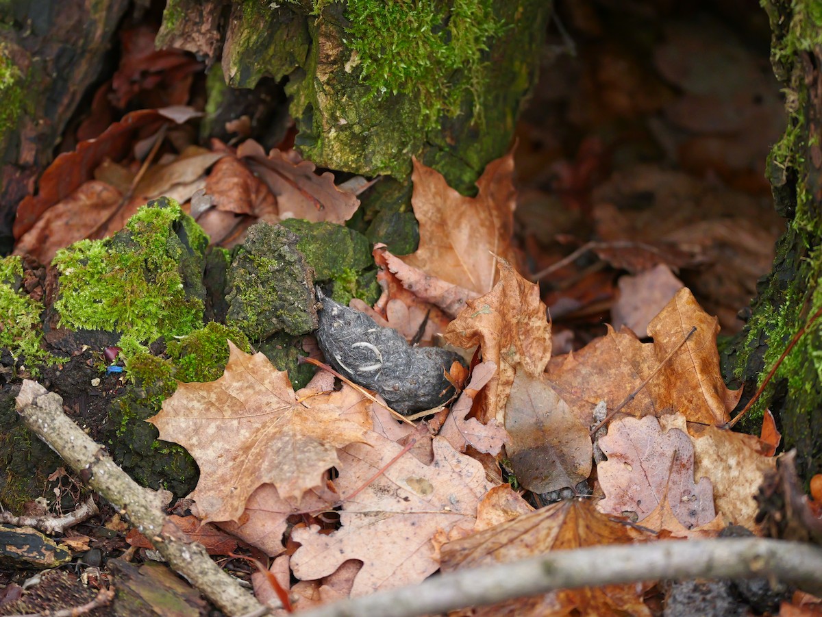 Chouette hulotte - ML646583814