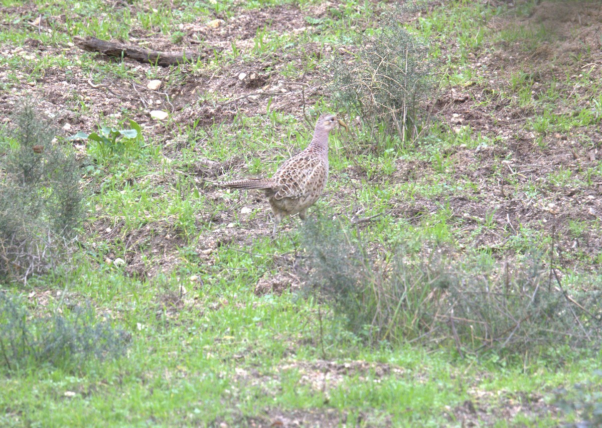 Ring-necked Pheasant - ML646583824