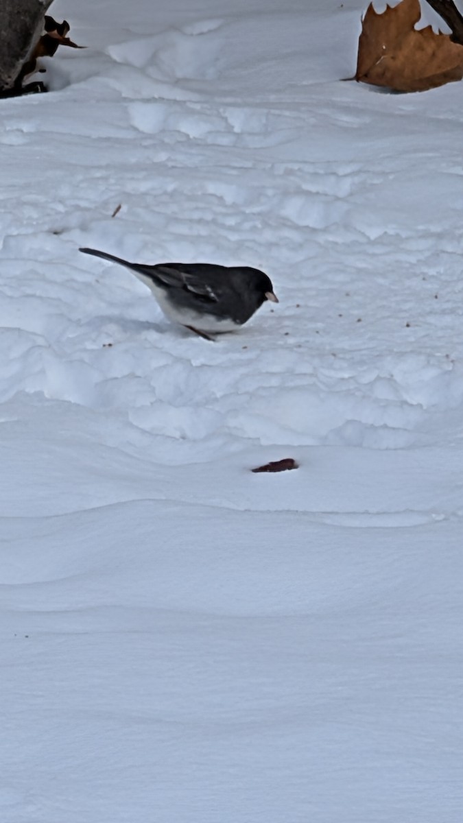 Dark-eyed Junco - ML646583825