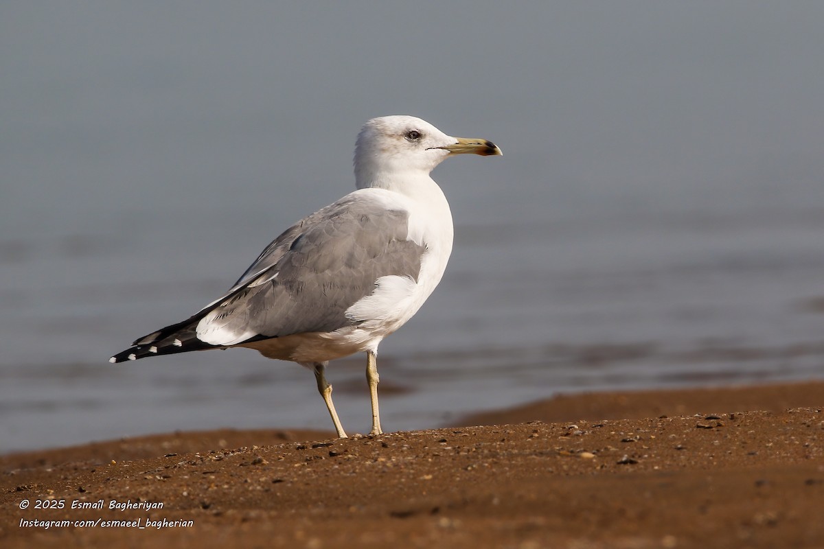 Lesser Black-backed Gull - ML646583826