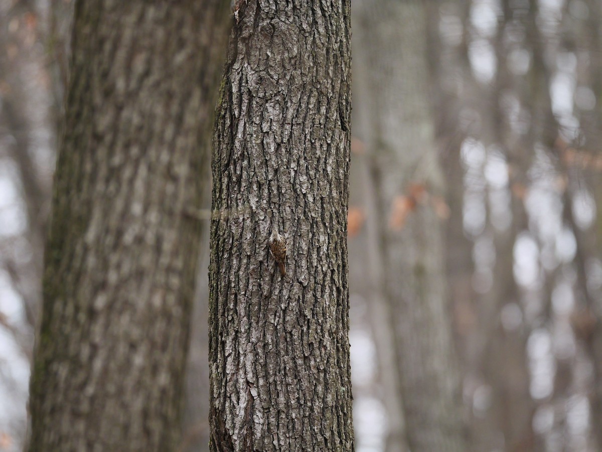 Grimpereau des bois - ML646583832