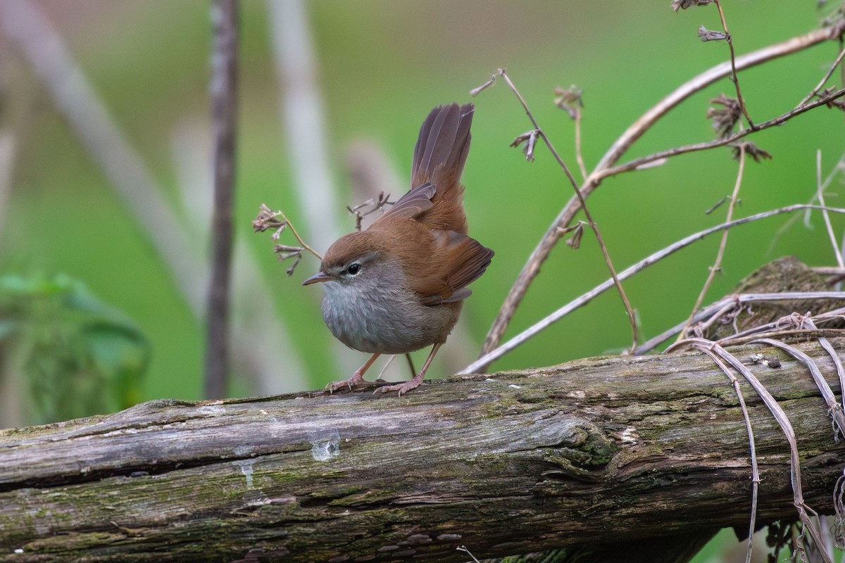 צטיה חלודית - ML646583833